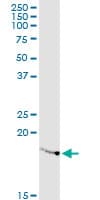 RPL23A Antibody (clone 3E11)