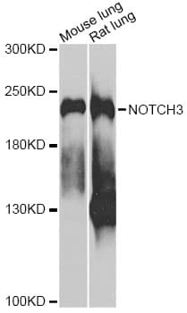 Polyclonal Rabbit anti-Human NOTCH3 Antibody (WB)