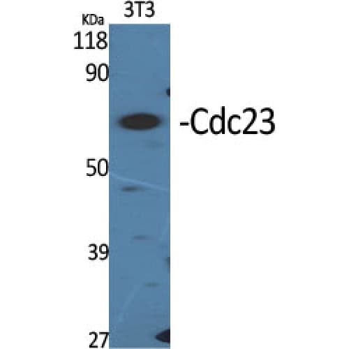 Polyclonal Rabbit anti-Human CDC23 Antibody (220-300 aa, Internal, WB)