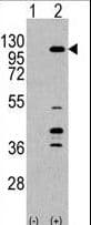 PIK3CG / PI3K Gamma Antibody (aa1041-1070)