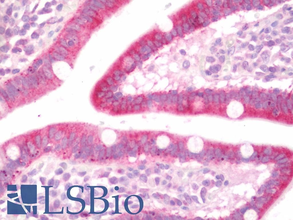 IHC-plus™ ATG4A Antibody