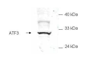 IHC-plus™ ATF3 Antibody