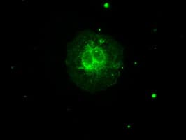 AURKC / Aurora C Antibody (clone OTI10A7)
