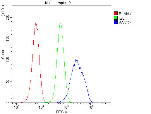 Polyclonal Rabbit anti-Human WWOX Antibody (IHC, WB)