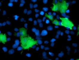 DOK2 Antibody (clone OTI3D6)