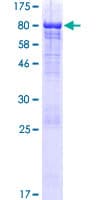 Human LRRC43 Protein (Recombinant GST)