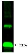 TIMP1 Antibody (Cys24-Ala207, Preservative Free)