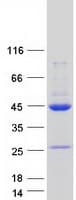 Human MRNP41 / RAE1 Protein (Recombinant Myc-DDK (Flag))