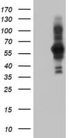 PDLIM5 / LIM Antibody (clone OTI1A11)
