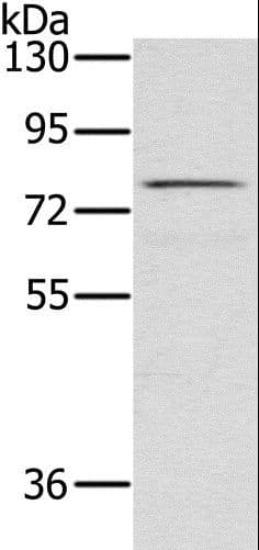 NAP1 / TAB3 Antibody