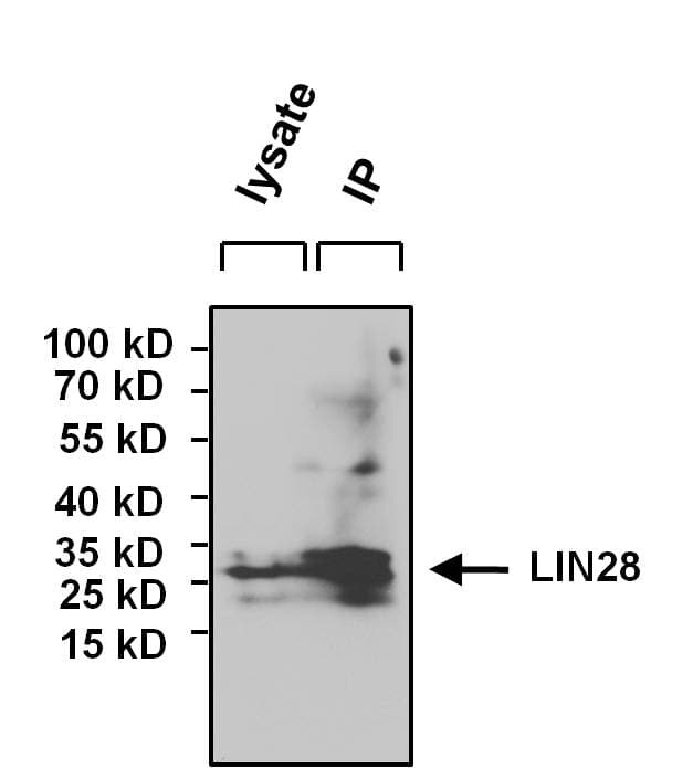 IHC-plus™ Polyclonal Rabbit anti-Human LIN28A / LIN28 Antibody (IHC, IF, WB)