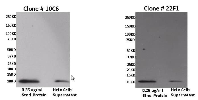Monoclonal Mouse anti-Human CXCL11 Antibody (clone 10C6, WB)