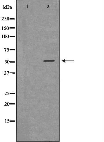 PLTP Antibody