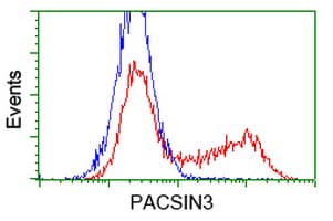PACSIN3 Antibody (clone OTI1E1, Carrier-free)