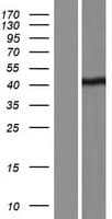 BSDC1 Protein (Over-Expression Lysate Myc-DDK (Flag))