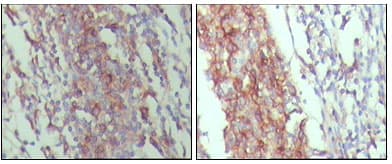 CD45 / LCA Antibody (clone 4A8A4C7A2)