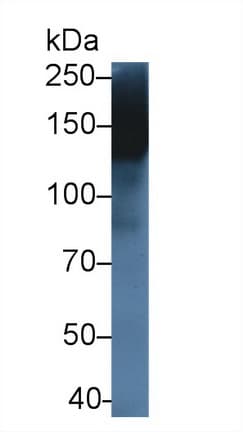MMRN1 Antibody (aa846-1084, APC)