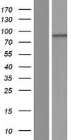 PHTF1 Protein (Over-Expression Lysate Myc-DDK (Flag))