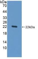SOD1 / Cu-Zn SOD Antibody (aa2-154)