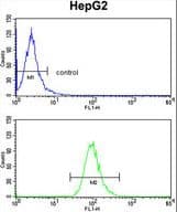 ADH2 / ADH1B Antibody (aa209-237)