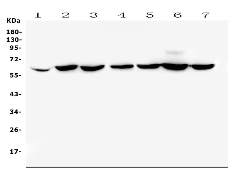 CD1B Antibody