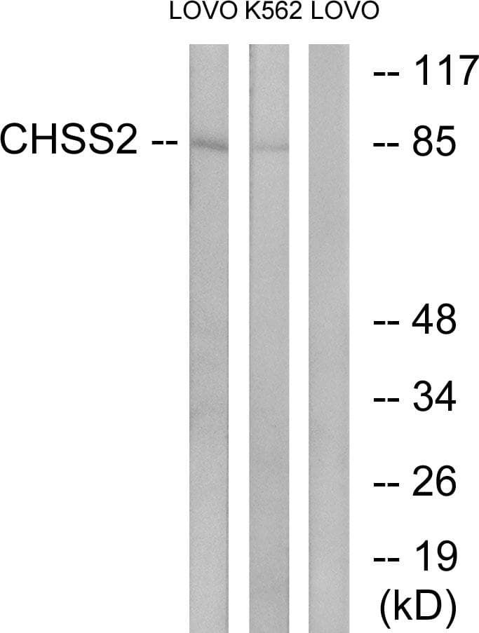 CHPF / CHSY2 Antibody