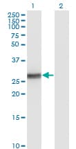 BCL2L1 / BCL-XL Antibody (clone 3E2-2A5)