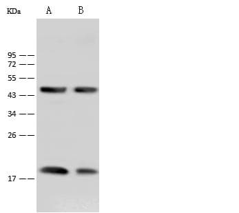 TNFSF18 / GITRL Antibody (Preservative Free)