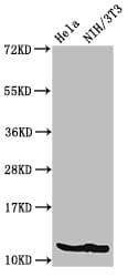 HIST1H4I Antibody