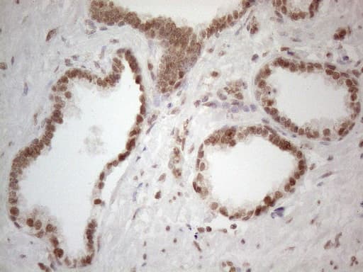 WTAP Antibody (aa2-106, clone OTI6H3)