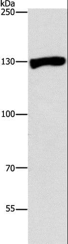 Polyclonal Rabbit anti-Human RENT1 / UPF1 Antibody (IHC, WB)