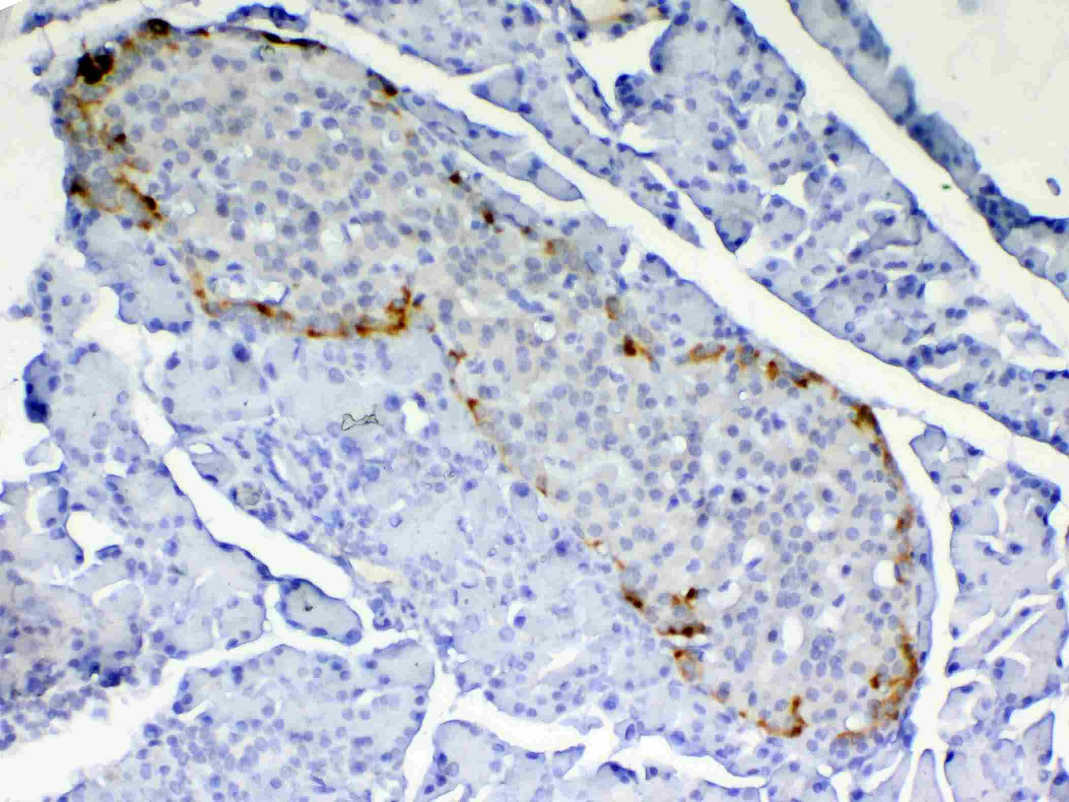 Polyclonal Rabbit anti-Mouse RBP4 Antibody (IHC, WB)