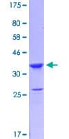 Human LMO4 Protein (Recombinant GST, N-terminus)