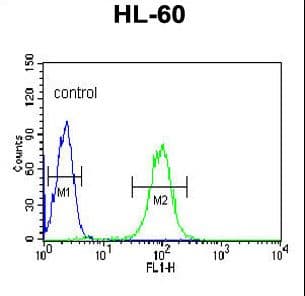 IHC-plus™ BPI Antibody (aa293-324)
