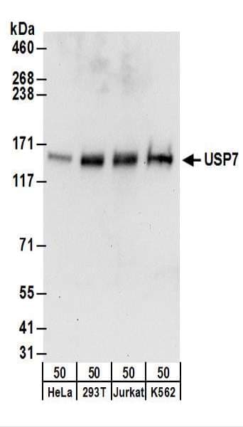 IHC-plus™ USP7 / HAUSP Antibody (aa1050-C-term)