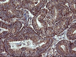 COX6C Antibody (clone OTI4A5)