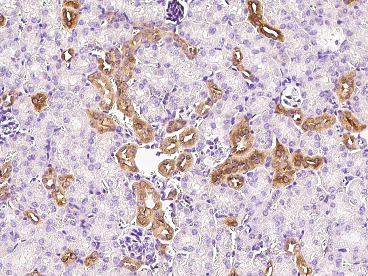 IGF2 Antibody (Preservative Free)