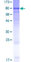 Human LINGO1 Protein (Recombinant GST)