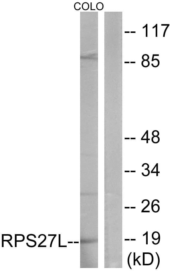IHC-plus™ RPS27L Antibody (aa1-50)