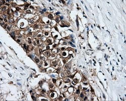 XRCC1 Antibody (clone OTI2D8)