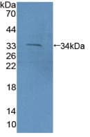 PCDH15 Antibody (aa45-270, APC, Cy7)