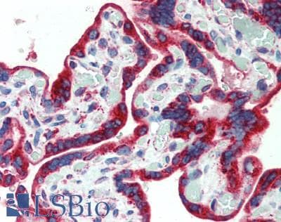 PDGF-AA Antibody (aa87-211)