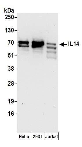 TXLNA / Alpha Taxilin Antibody (aa496-546)