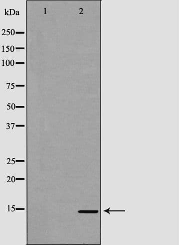 CXCL7 / PPBP Antibody