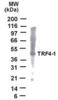 IHC-plus™ PAPD7 / TRF4-1 Antibody (aa447-462)