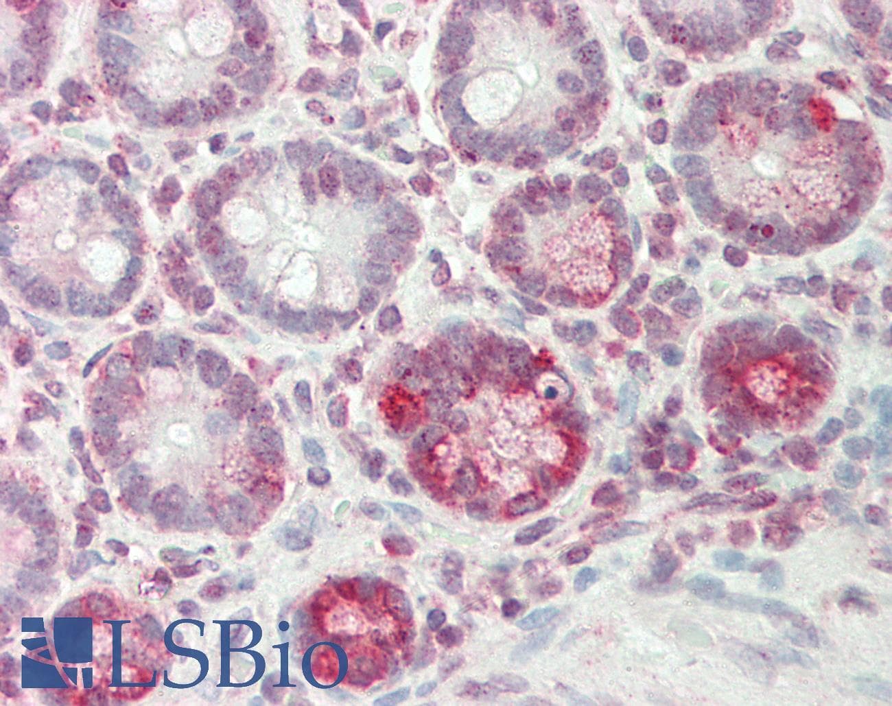 IHC-plus™ ICOS / CD278 Antibody