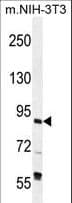 GTF3C4 Antibody (aa214-244)