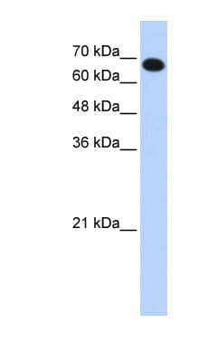 CCDC38 Antibody (aa143-192)