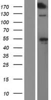 Human KIAA0284 Protein (Over-Expression Lysate Myc-DDK (Flag))