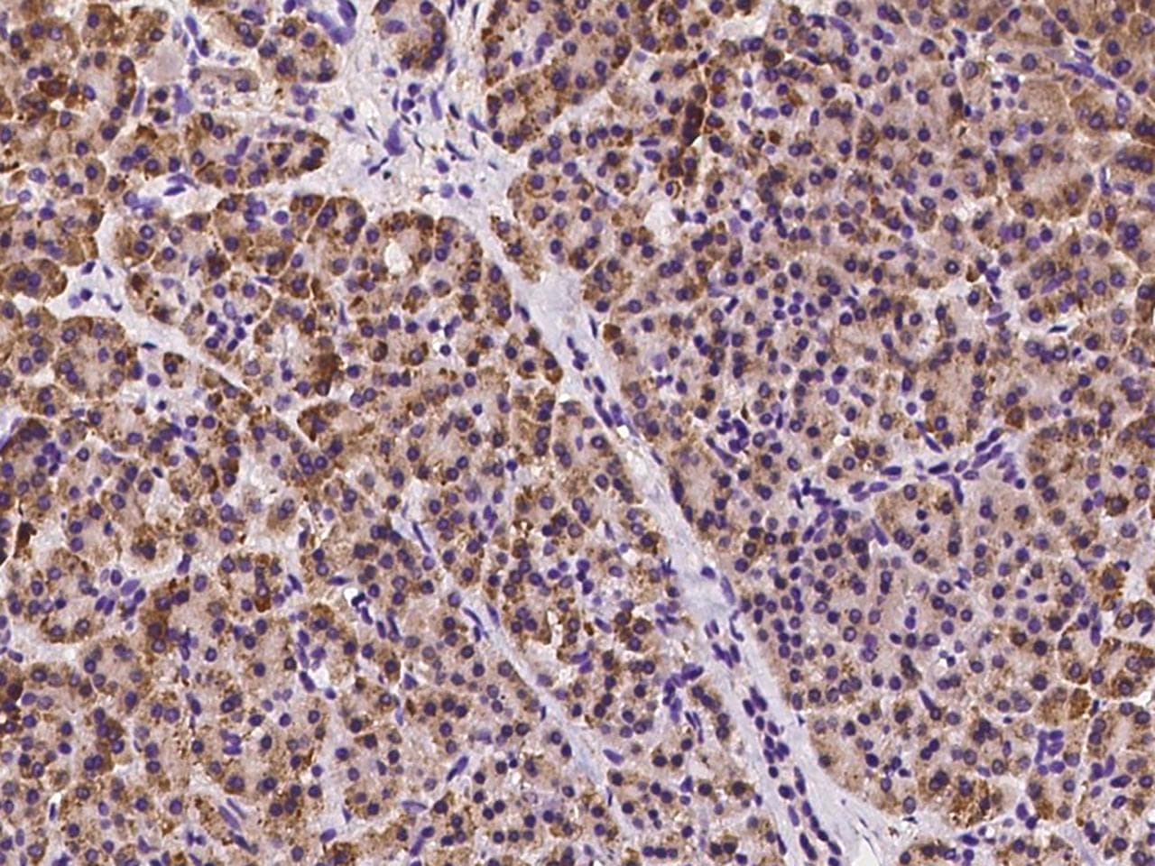 CCDC91 Antibody